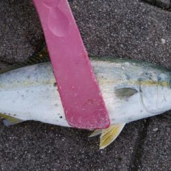 久しぶりシーサイドコスモス