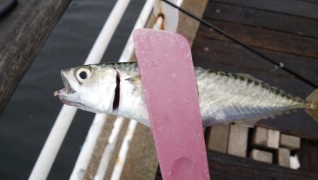 初めての場所でやっとサイズアップ