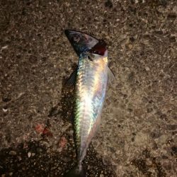 まさかのアオリ