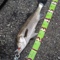 デイゲーム湾奥調査