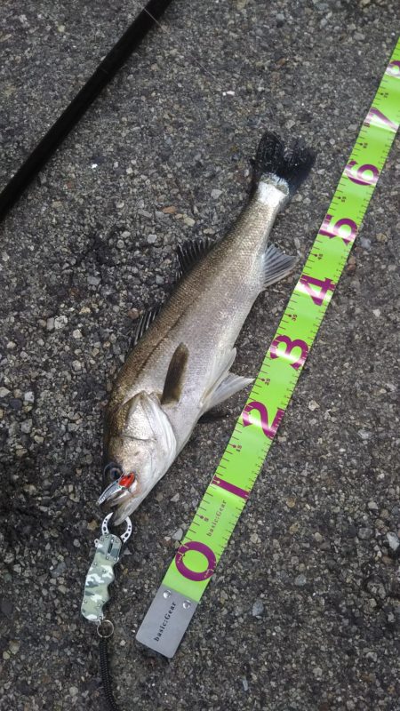 デイゲーム湾奥調査