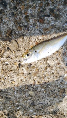 久々によく釣れた