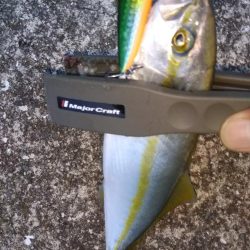 シーバスとツバス調査