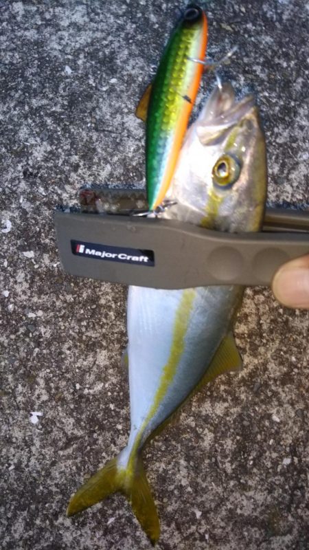 シーバスとツバス調査