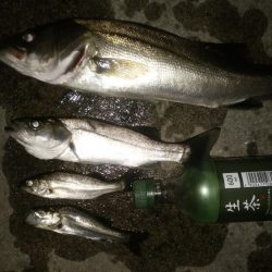 ナイトフィッシング（投げ釣り）シーバス