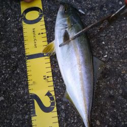 シーバスとツバス調査