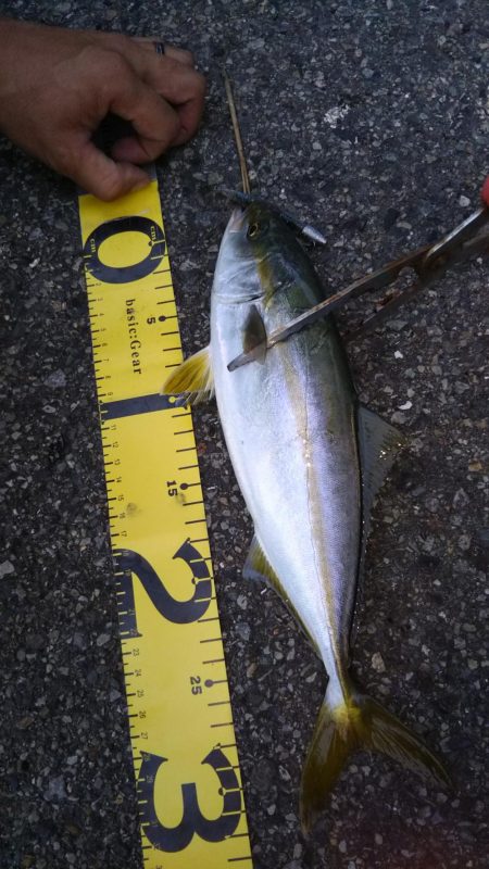 シーバスとツバス調査