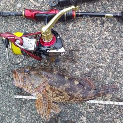 根魚天国で癒し