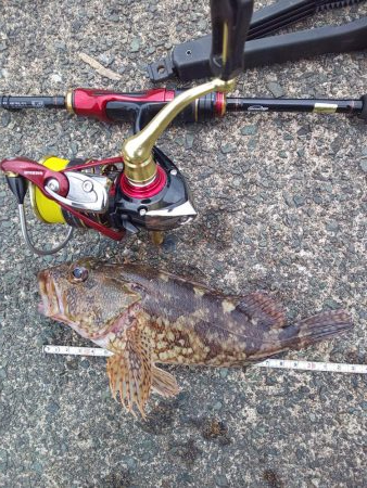 根魚天国で癒し