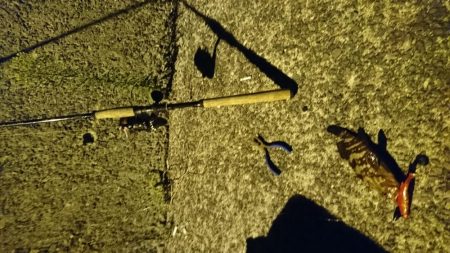 練習兼ねてアコウちゃん釣り