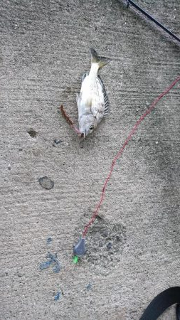 なんでも！釣りたい！