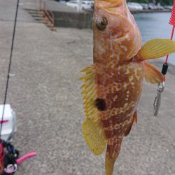 初場所でうまいやつ