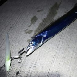 【新門司】 タチウオ調査