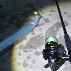 【新門司】タチウオ調査2