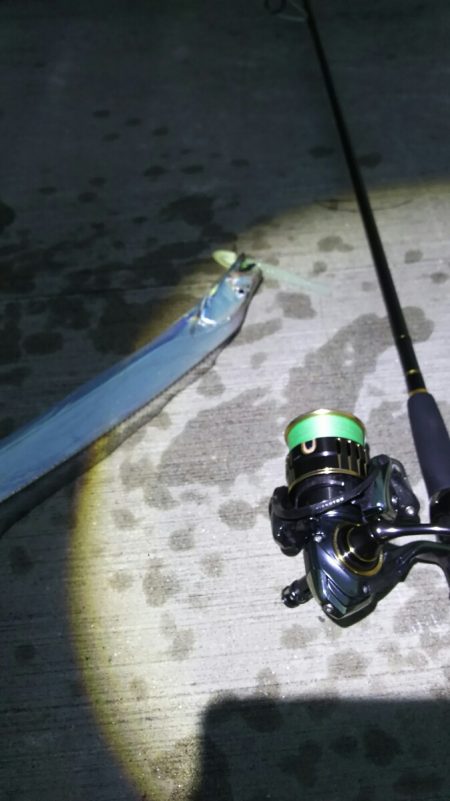 【新門司】タチウオ調査2