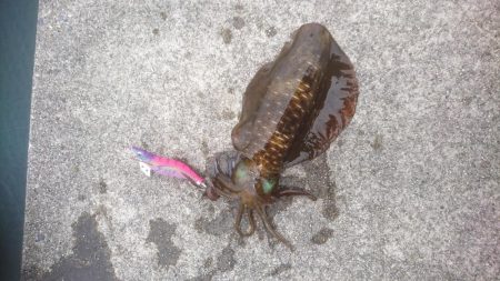 え？秋イカかな？