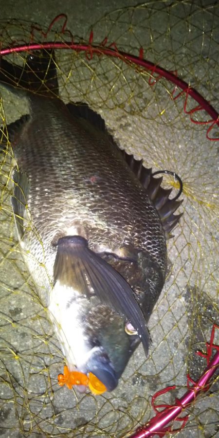 夜のボトムチヌ