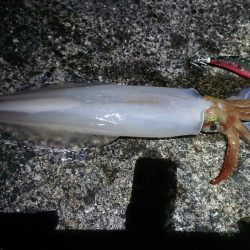 今年初の白イカ