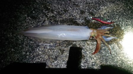 今年初の白イカ