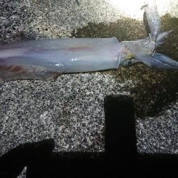 また白イカ爆釣