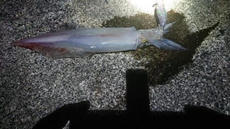 また白イカ爆釣