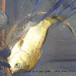 椎の木湖 へらぶな釣り