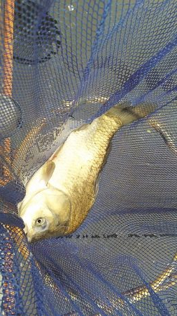 椎の木湖 へらぶな釣り