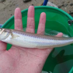 良型のキスを求めて