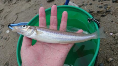 良型のキスを求めて