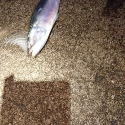 久しぶりのサバゲー