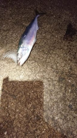 久しぶりのサバゲー