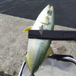 ライトワインド