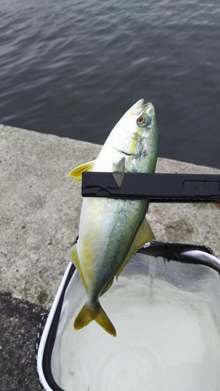 ライトワインド