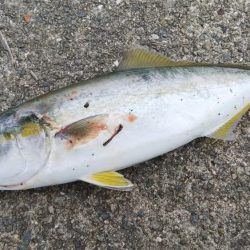 雨上がりはどうやろ？