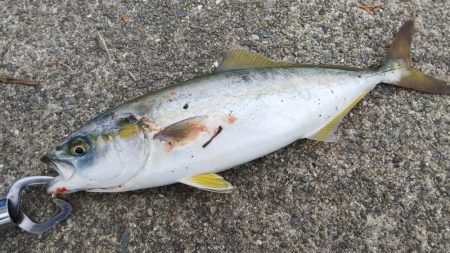 雨上がりはどうやろ？