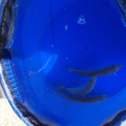 ベイトがたくさん！