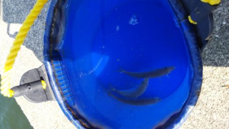 ベイトがたくさん！