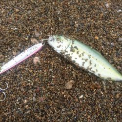 ミニでも一応青物