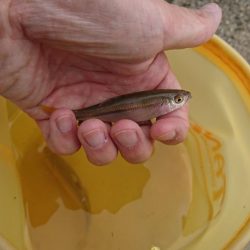 稲美町・喜瀬川小物釣り