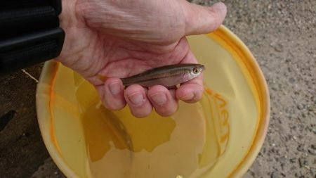稲美町・喜瀬川小物釣り