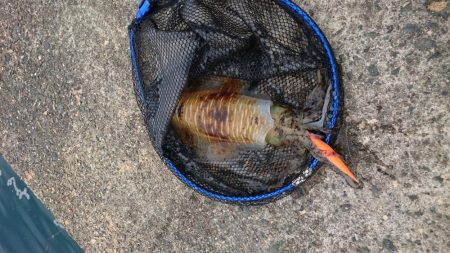 今年初ケンサキイカ