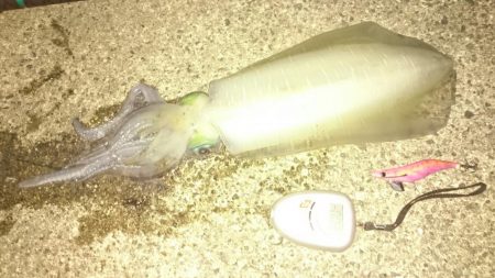 手堅く朝マズメに親イカ♪