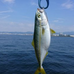 ツバス君、釣れてくれてありがとう。〜サゴシは手強い。