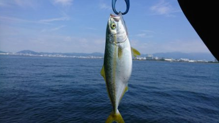 ツバス君、釣れてくれてありがとう。〜サゴシ…