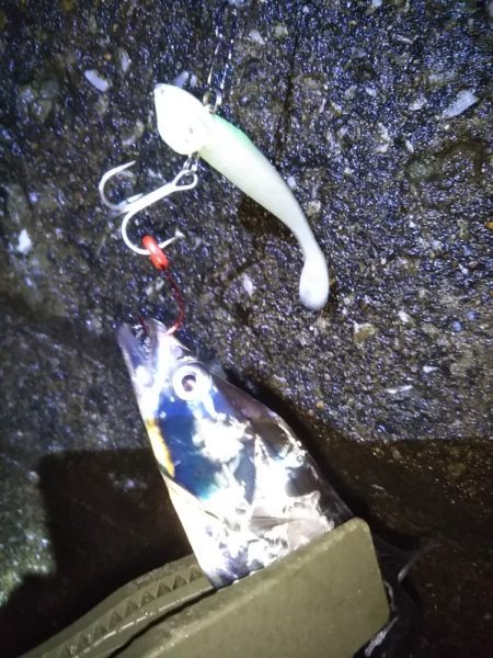 陸っぱりタチウオも，波高く雨で空いていて……