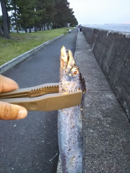 小型のがかなり来ています-タチウオ