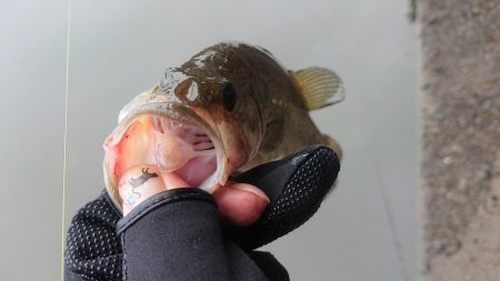 増水続きの五三川