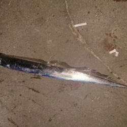 タコ、タチウオ、アジの３目