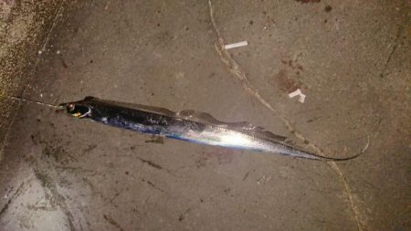 タコ、タチウオ、アジの３目