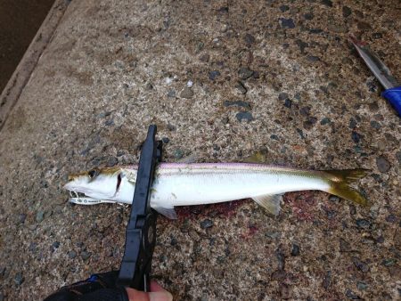梅雨の合間の釣り日和